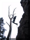 Climbing a tree with Tools and Mono-Crampons, Dec.2002 (50KB)